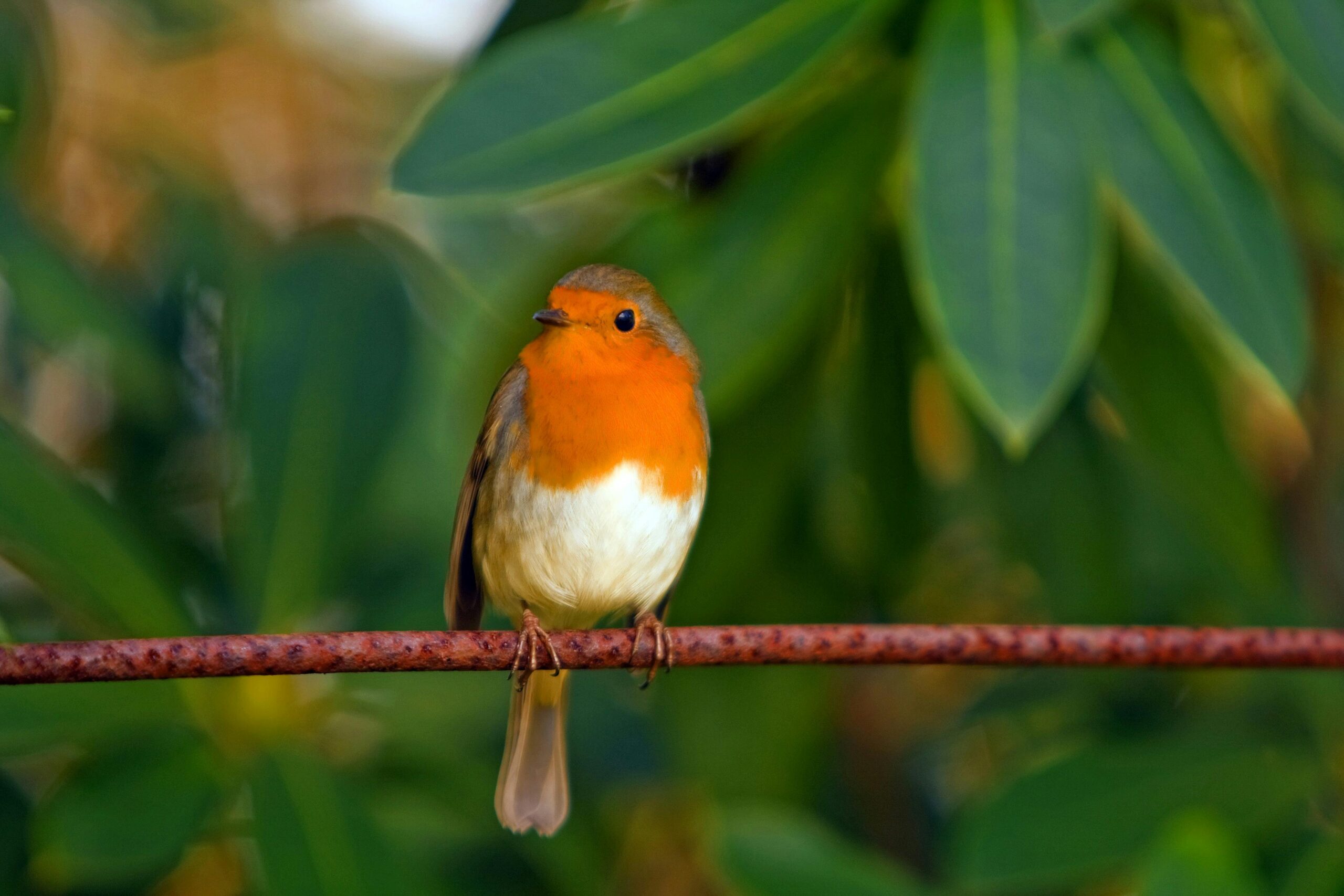 Robin bird red chest